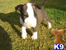 bullterrier puppies